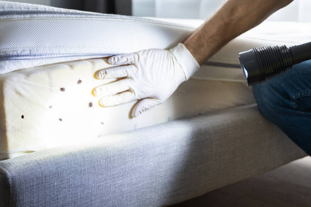 Best Affordable Exterminators  in Asheboro, NC