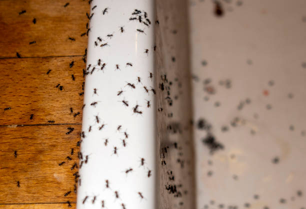 Best Ant Control Services  in Asheboro, NC
